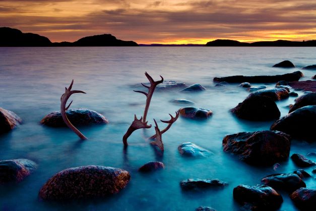 Knowing Nature: Stories of the Boreal Forest